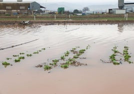 Campo de lechugas inundadas por las lluvias, este mes.