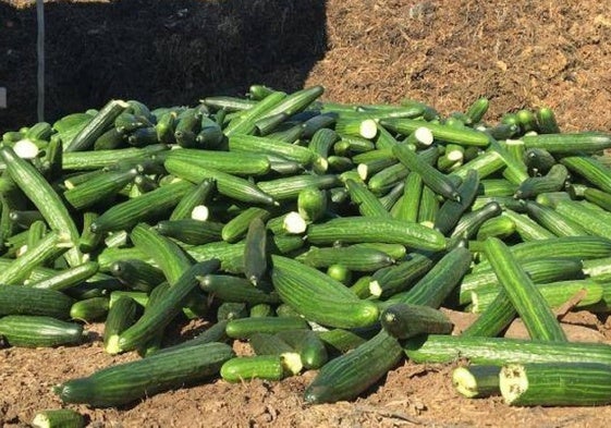 Pepinos desechados por su bajo precio en el mercado en una finca de Almería.