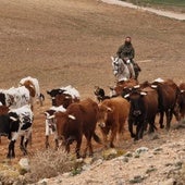Un pastor guía a las vacas en la edición del año pasado.