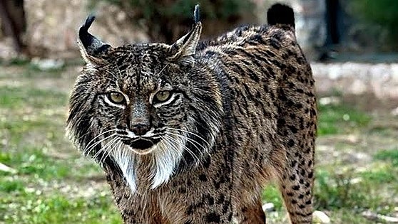 'Brisa', una histórica hembra de lince que cumple 20 años en Murcia