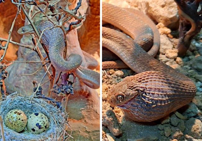 La serpiente, en Terra Natura Benidorm.