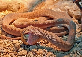 La serpiente comedora de huevos hallada en Murcia.