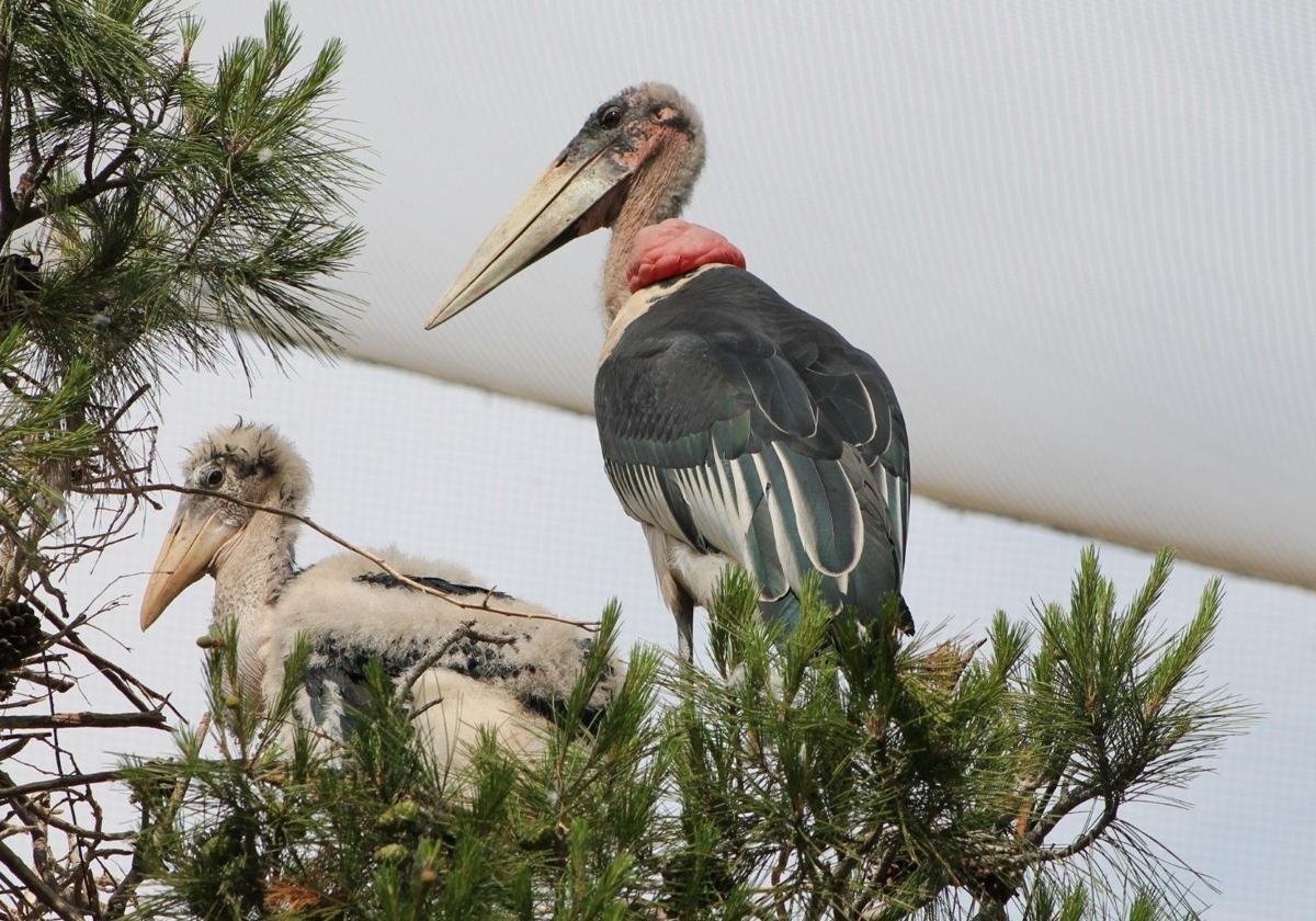 Terra Natura Murcia da la bienvenida a un nuevo ejemplar de marabú