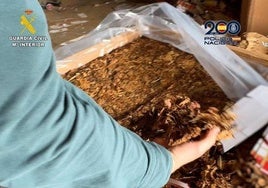 El tabaco ilegal incautado.