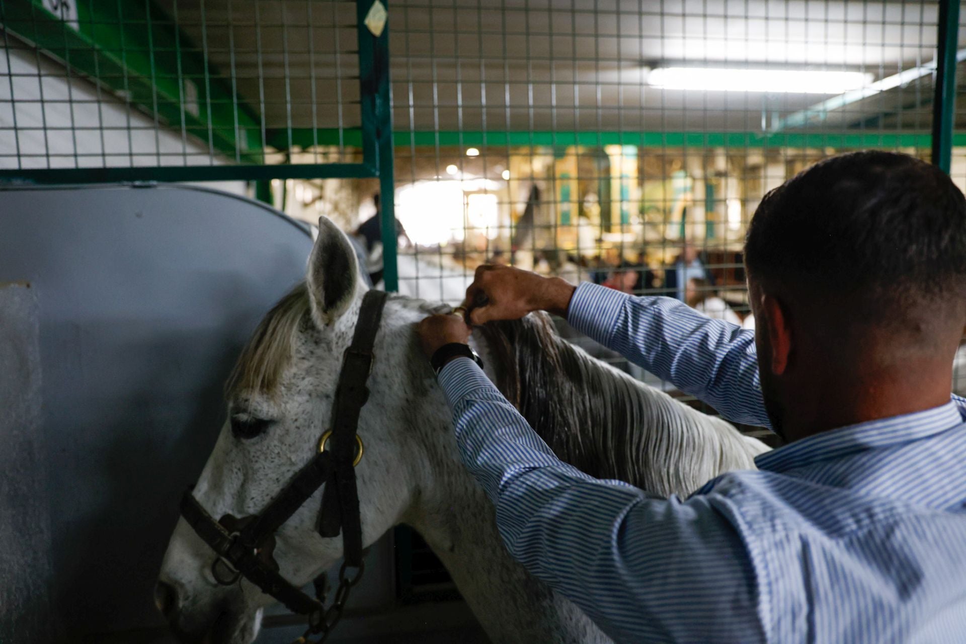 Las imágenes de los preparativos para el Domingo de Ramos en Lorca