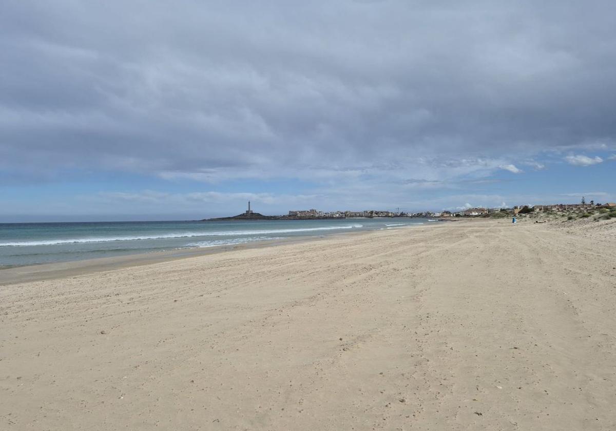 Litoral retira todas las 'medusas velero' que quedaron varadas en las playas de Cartagena