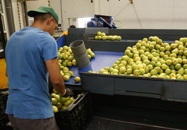 Almacén de limones de Toñifruit, en una imagen de archivo.