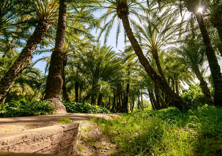 Uno de los rincones del palmeral mayor de Santiago y Zaraíche.