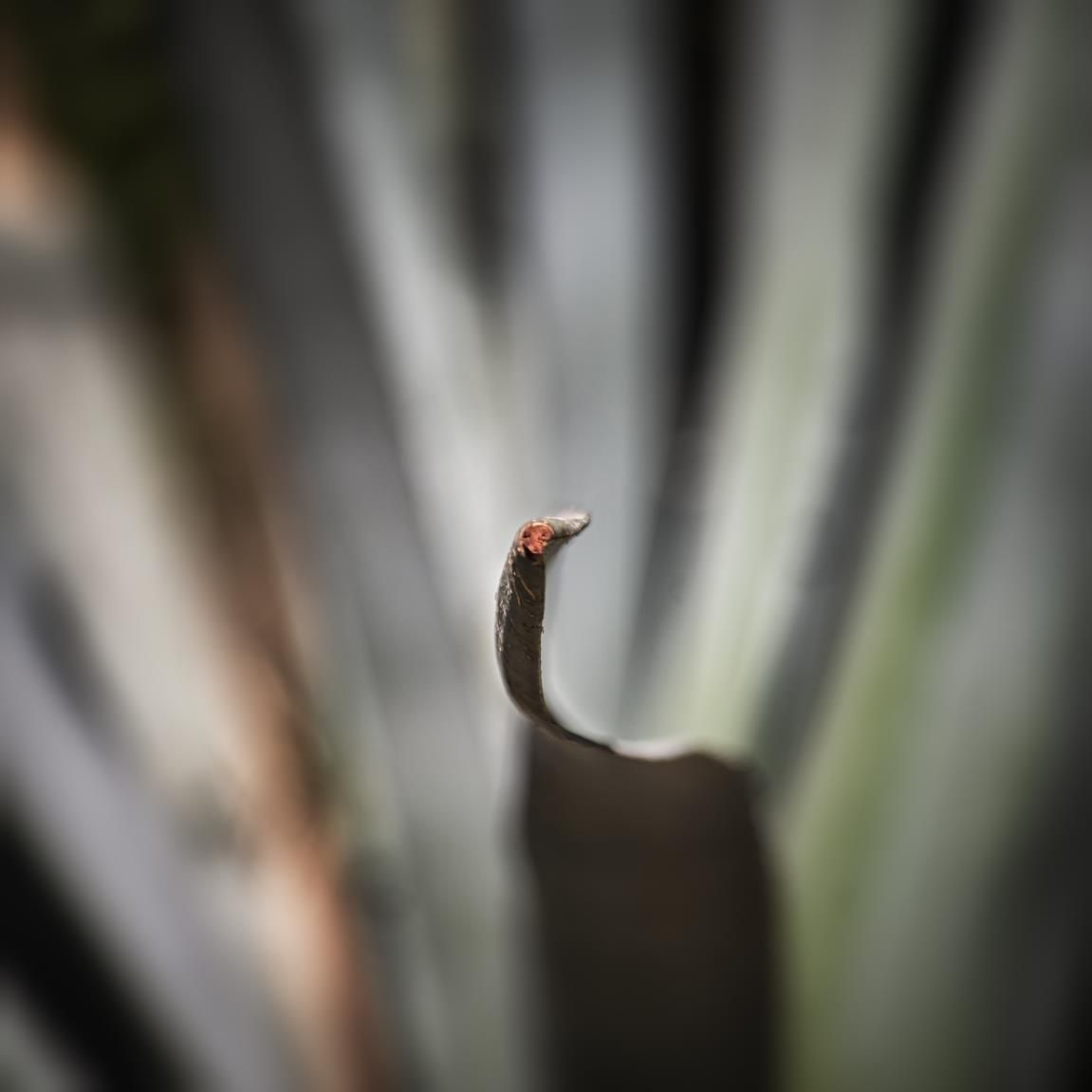 Paseo entre lo consciente y lo soñado