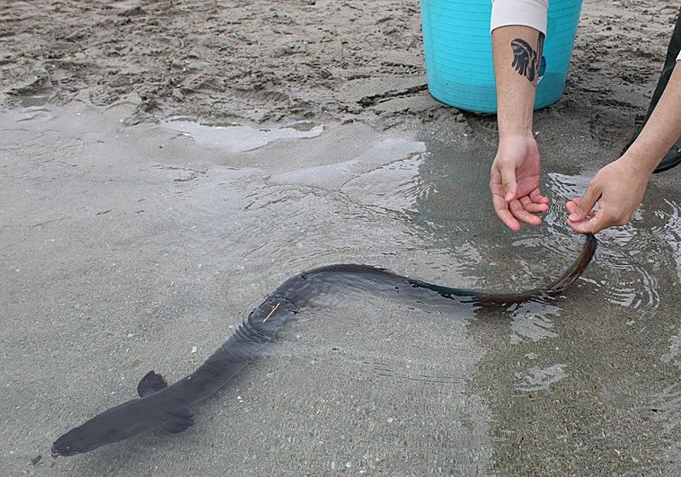 Una anguila siendo liberada en el Mar Menor.