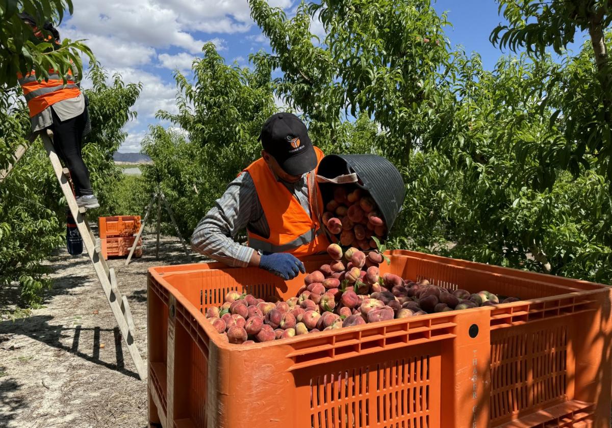 Arranca la campaña nacional para el consumo de fruta de hueso 'buenas hasta el hueso' | la verdad