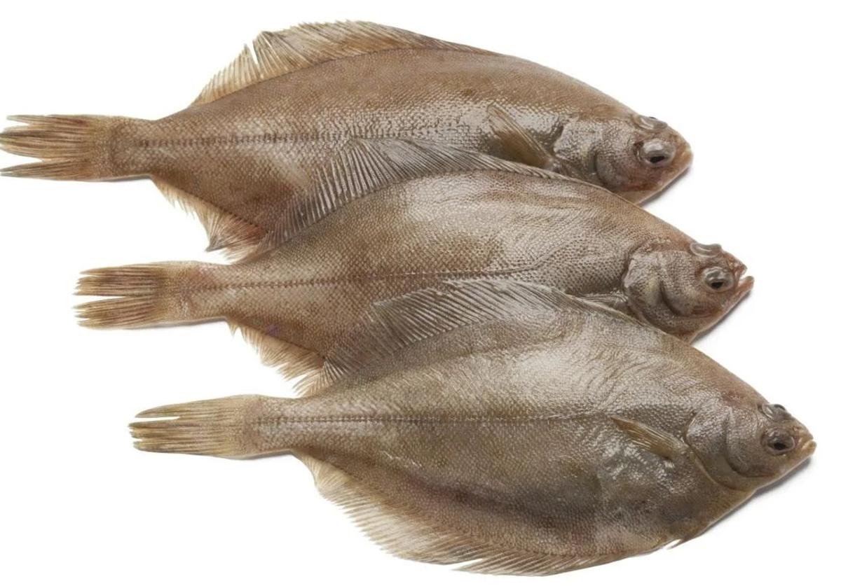 El lenguado del mar menor, uno de los pescados más apreciados | la verdad