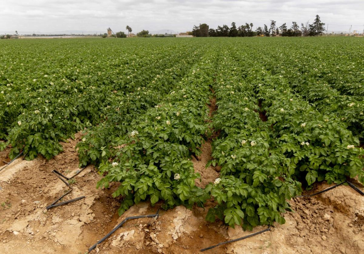El Campo de Cartagena espera una campaña de patata «buena» con un 40% más sembrado