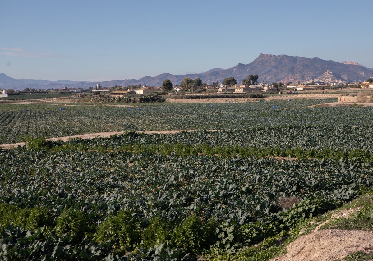 Coag alerta del «colapso» del sector agrario regional por el recorte al trasvase | la verdad