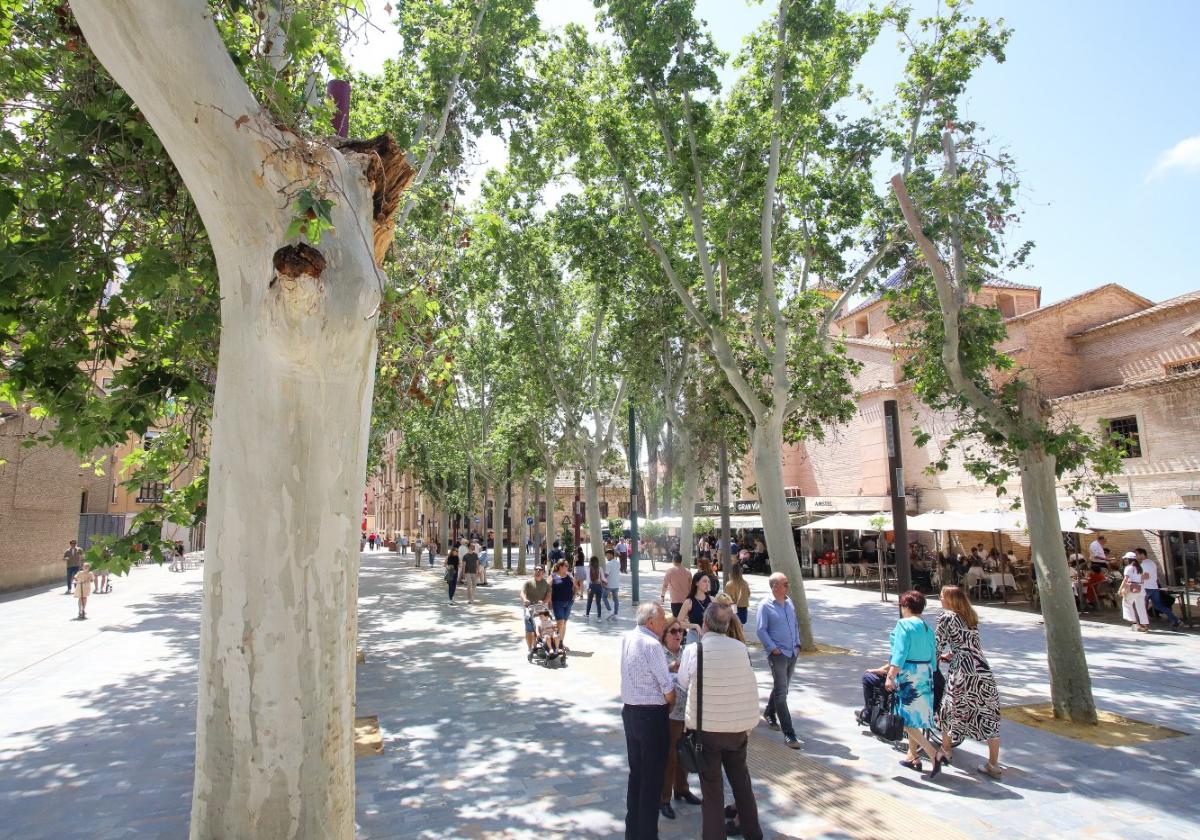 La caída de una rama en Alfonso X en Murcia fuerza una nueva revisión de los árboles del paseo