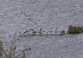La laguna de la depuradora de Hidrogea en Cabezo Beaza cuenta con islas artificiales para el reposo y anidamiento de las aves.