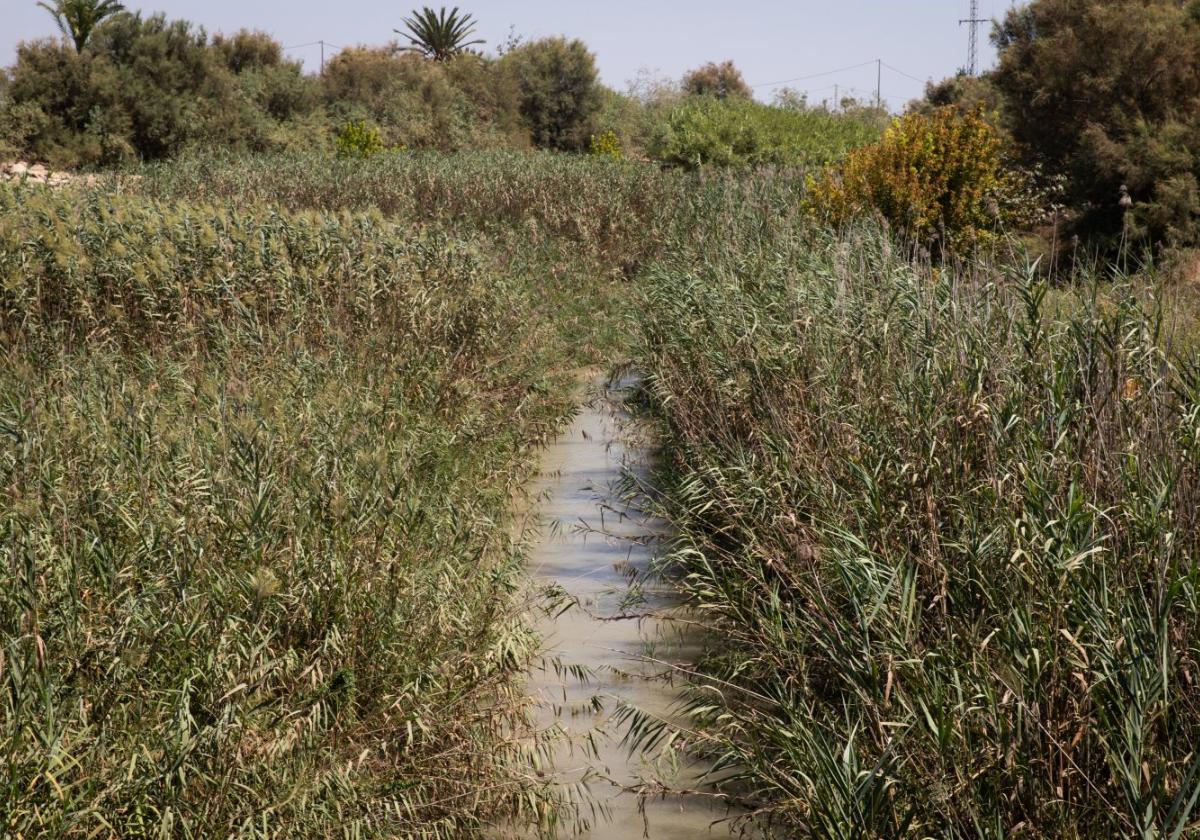 Las cañas ocupan el 60% en los tramos más degradados del río en la vega baja | la verdad
