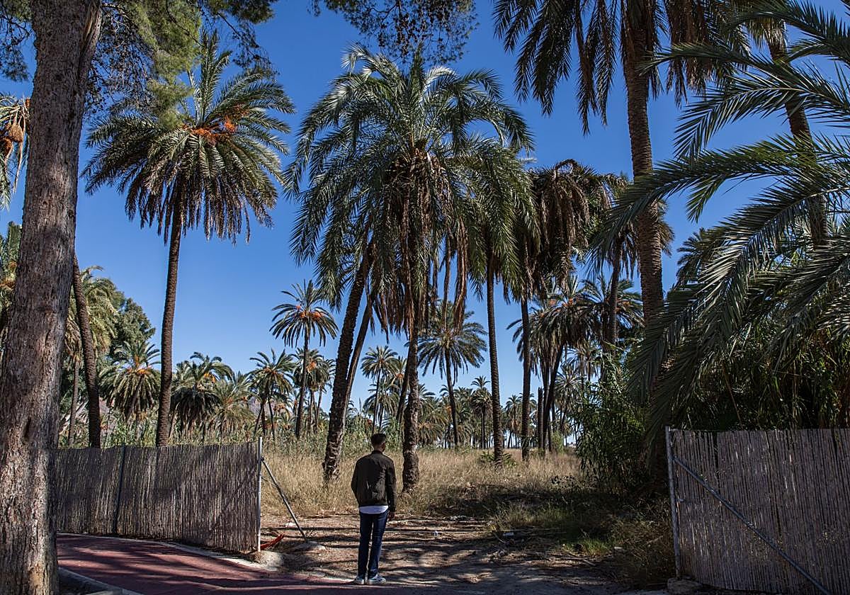 Imagen de archivo del palmeral de Orihuela.