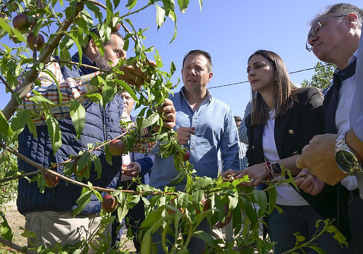 Agricultores muestran a la consejera Sara Rubira los daños en los frutales.