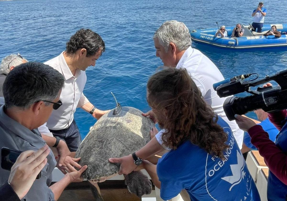 'nuca', la tortuga rescatada hace dos meses en torrevieja, regresa a su hábitat | la verdad