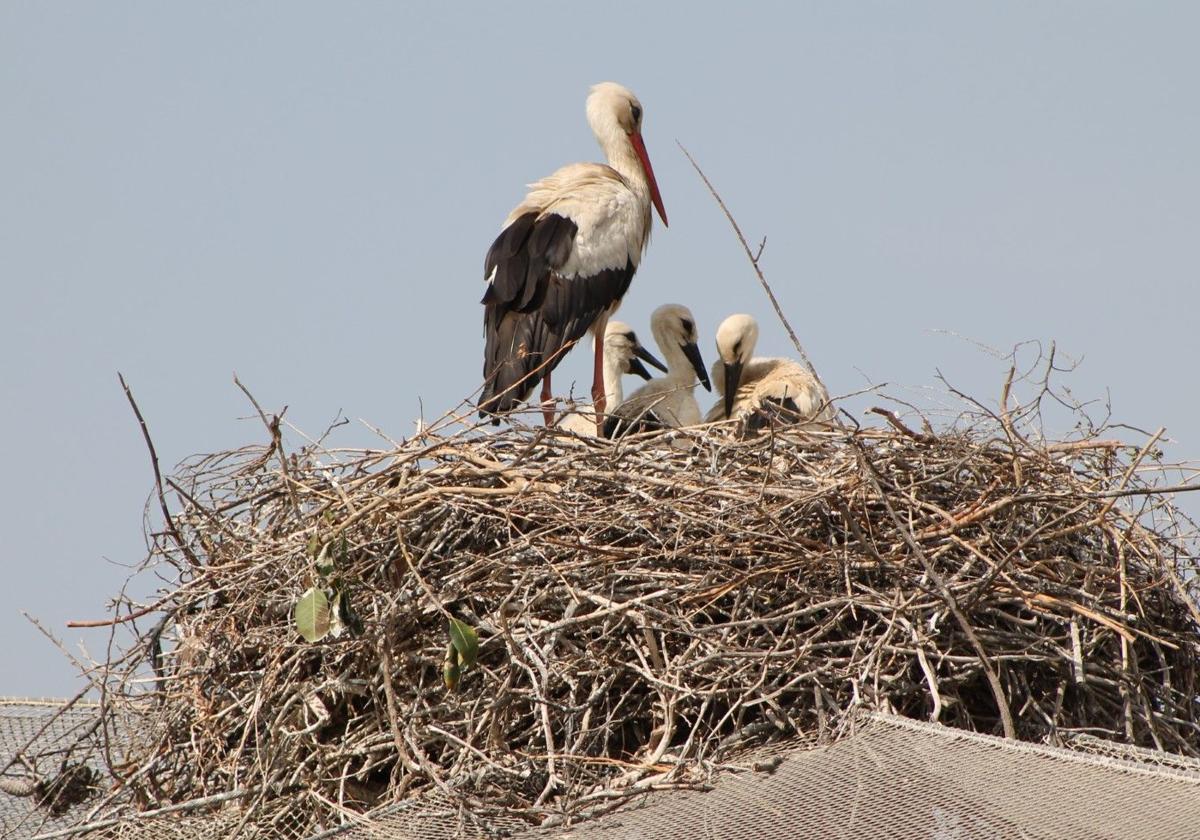 Terra Natura Murcia registra el nacimiento de cinco cigüeñas blancas silvestres