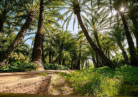 Uno de los rincones del palmeral mayor de Santiago y Zaraíche.