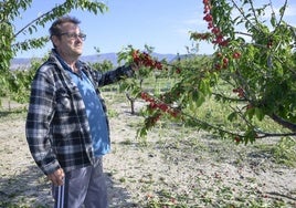 Un agricultor muestra los daños causados por el granizo en los cultivos de una finca de Mula.