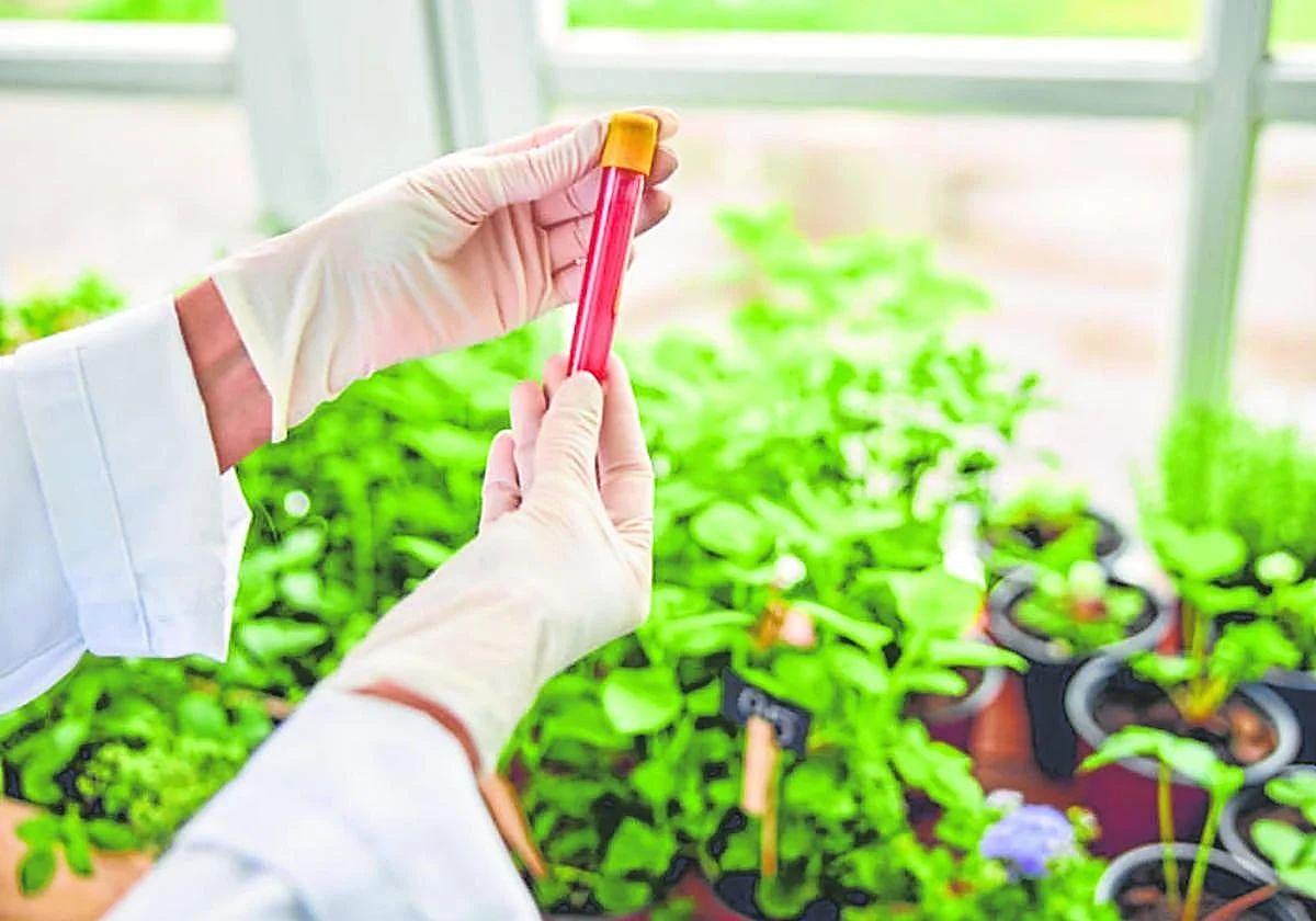 Trabajo experimental con vegetales en una imagen de archivo.