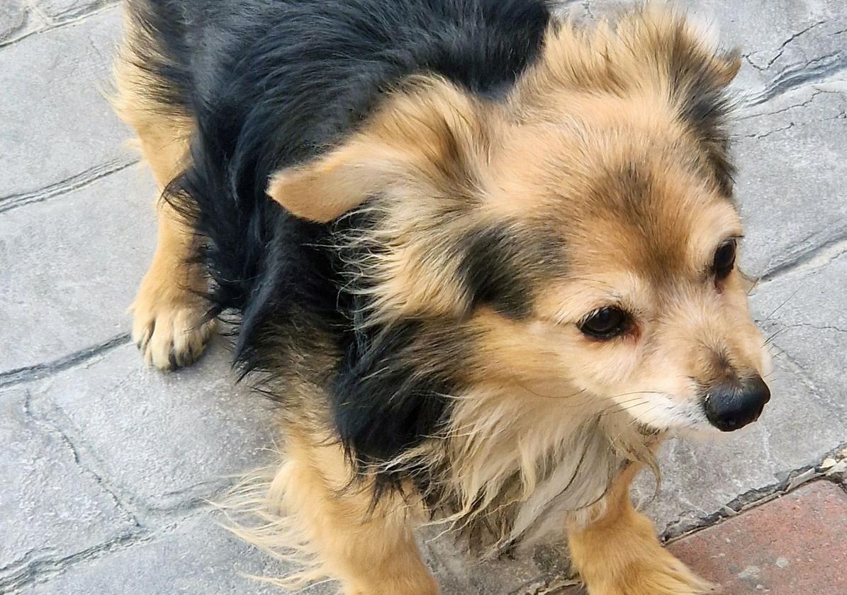 Investigan a un joven por romperle el férmur a un perro de una patada en mula | la verdad