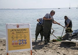 Varios operarios retiran la biomasa del Mar Menor, este martes en Santiago de la Ribera.