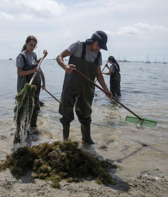 Imagen secundaria 2 - La retirada de biomasa en el Mar Menor aumenta a 2.200 toneladas por las lluvias y la entrada de agua por el Albujón