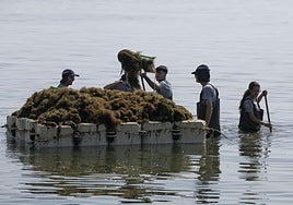 Retirada de biomasa en el Mar Menor, en imágenes