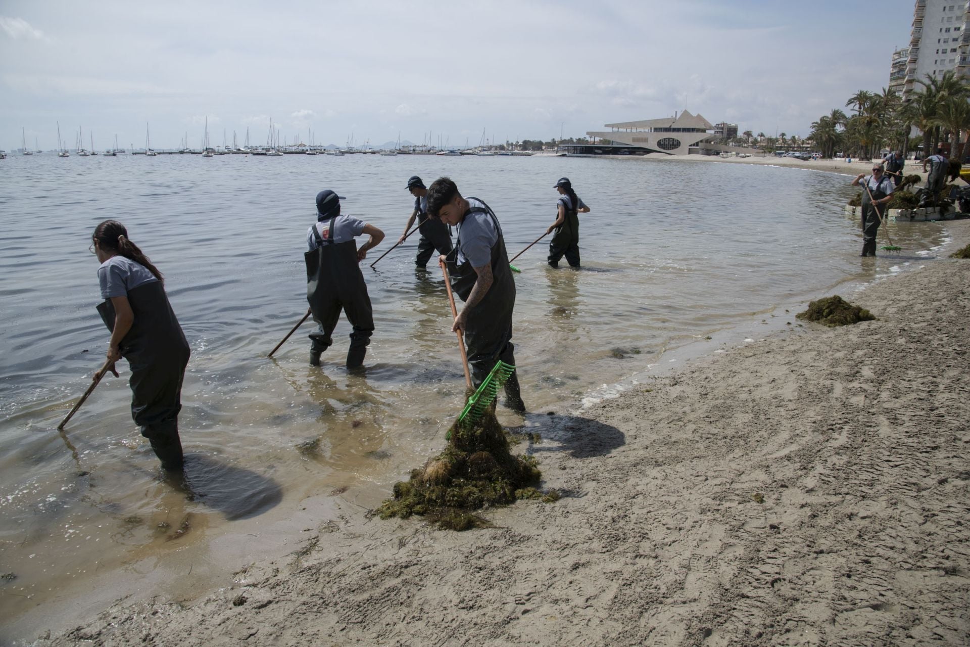 Retirada de biomasa en el Mar Menor, en imágenes