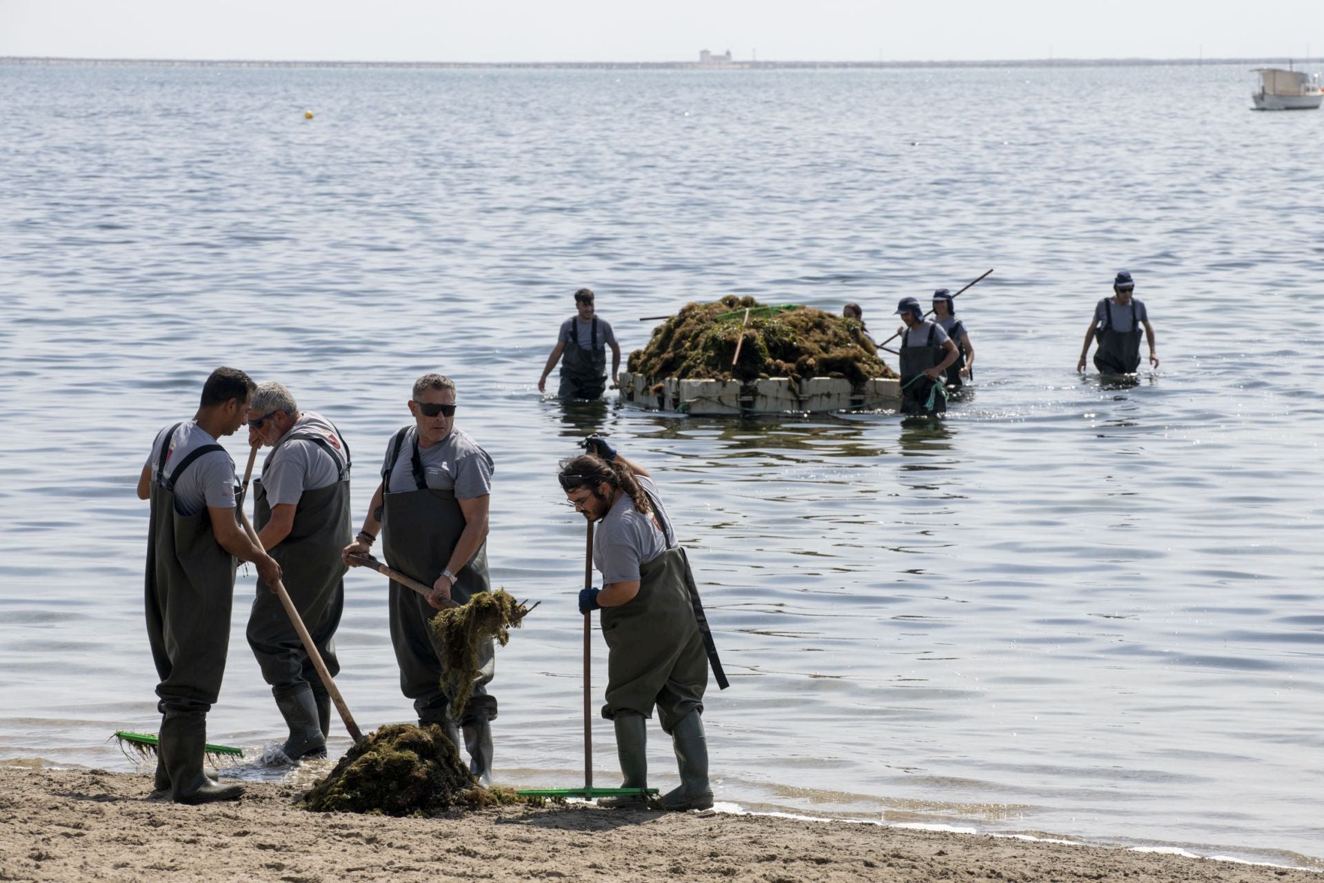Retirada de biomasa en el Mar Menor, en imágenes