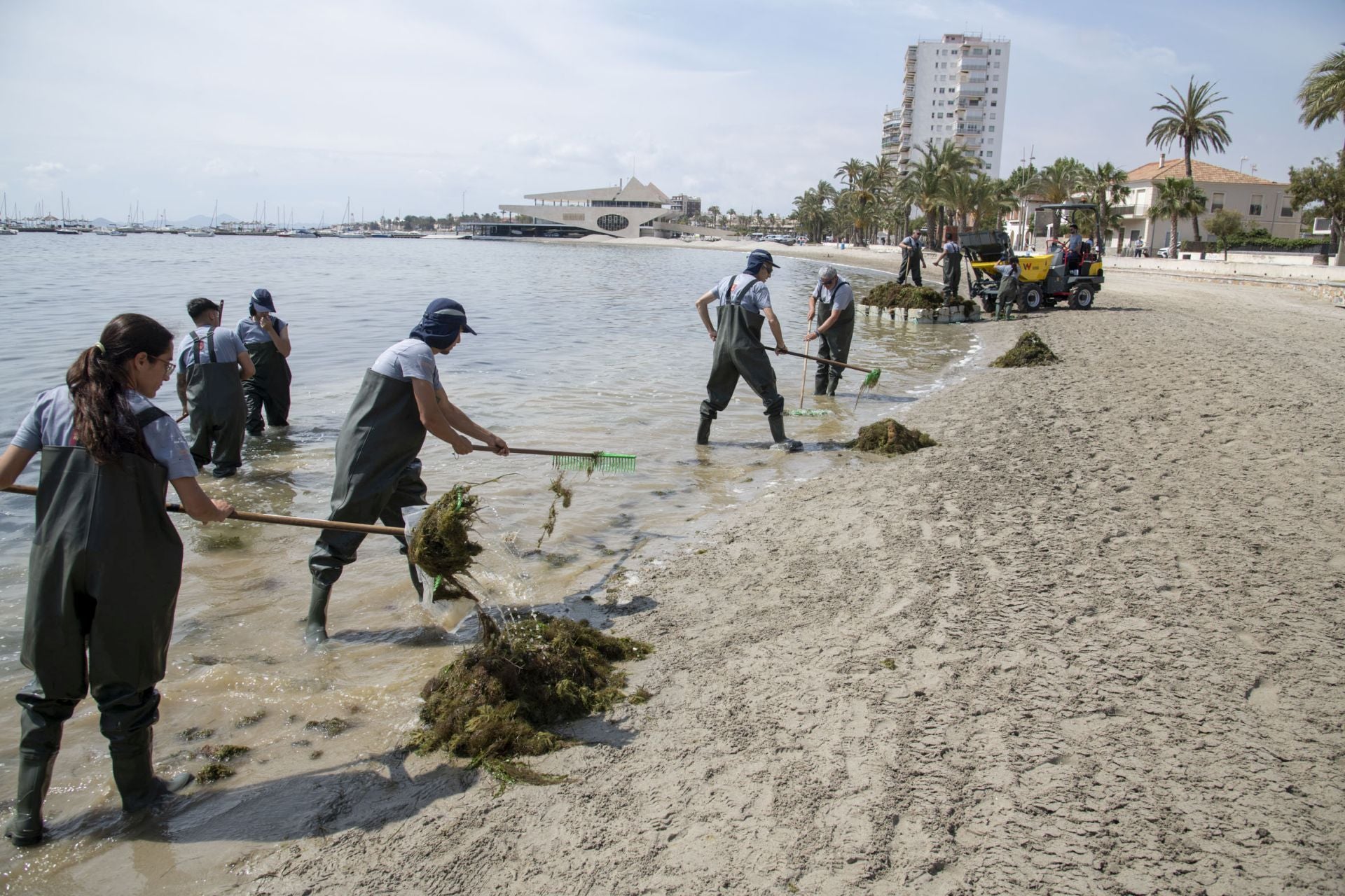 Retirada de biomasa en el Mar Menor, en imágenes