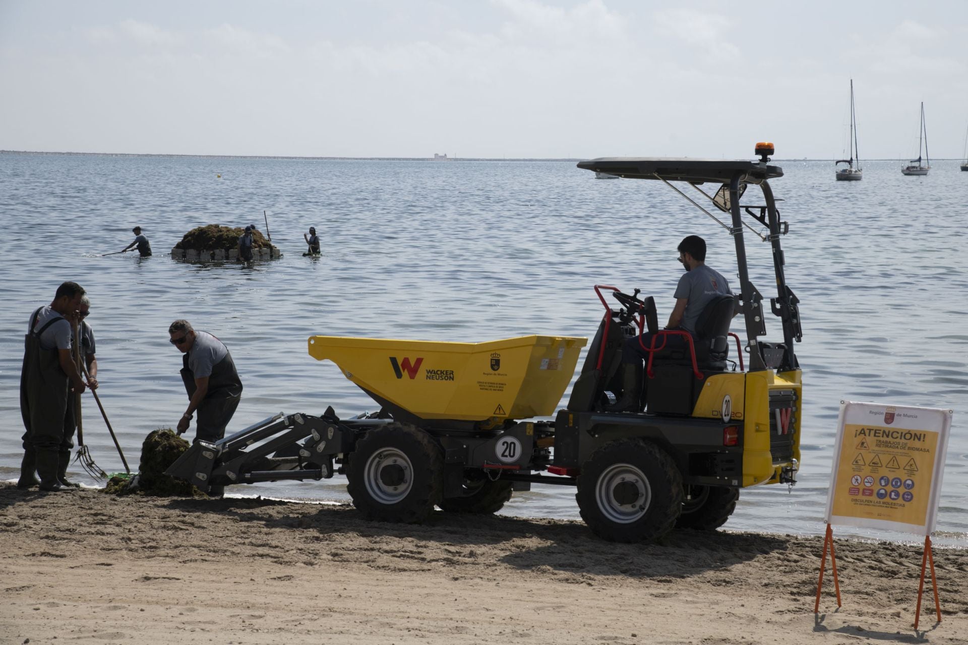 Retirada de biomasa en el Mar Menor, en imágenes
