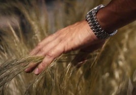 Carlos Alcaraz pasa la mano por las espigas de trigo en Roma.