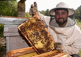 Miguel Ángel Campoy muestra a sus «mascotas» en una de las colmenas que tiene en la finca La Junquera, en Caravaca de la Cruz.