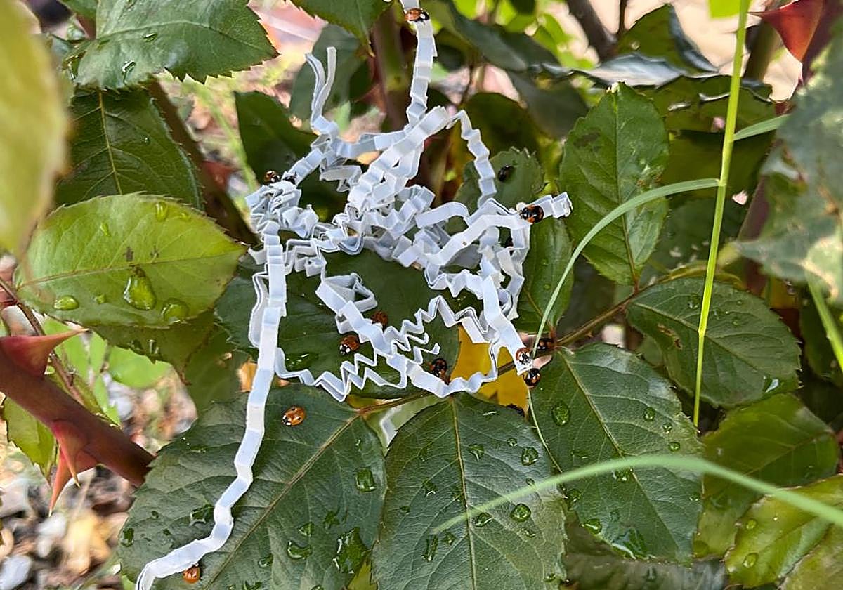 Ejemplares de mariquita liberados en un huerto de Murcia.