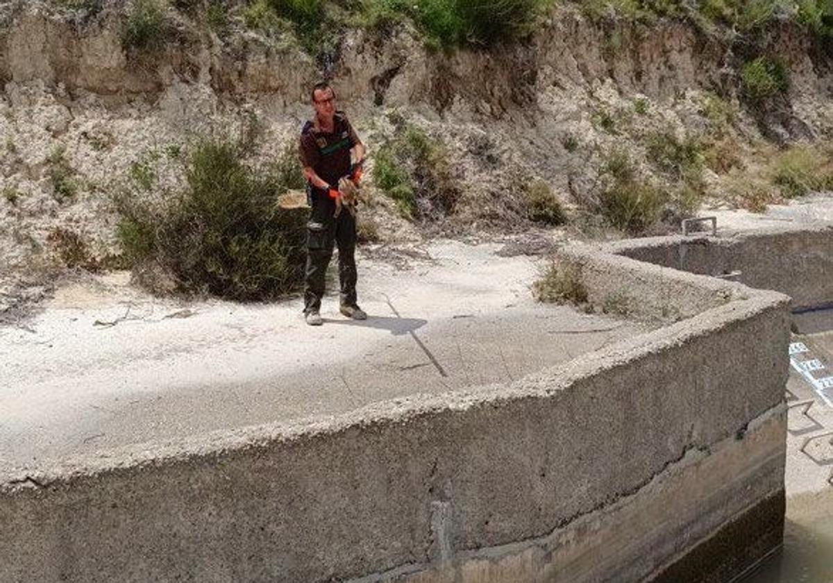 Salvan a dos crías de jabalí atrapadas en el canal del trasvase en ojós | la verdad