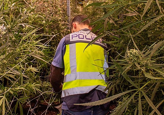 Un agente, durante el registro de la plantación de marihuana.