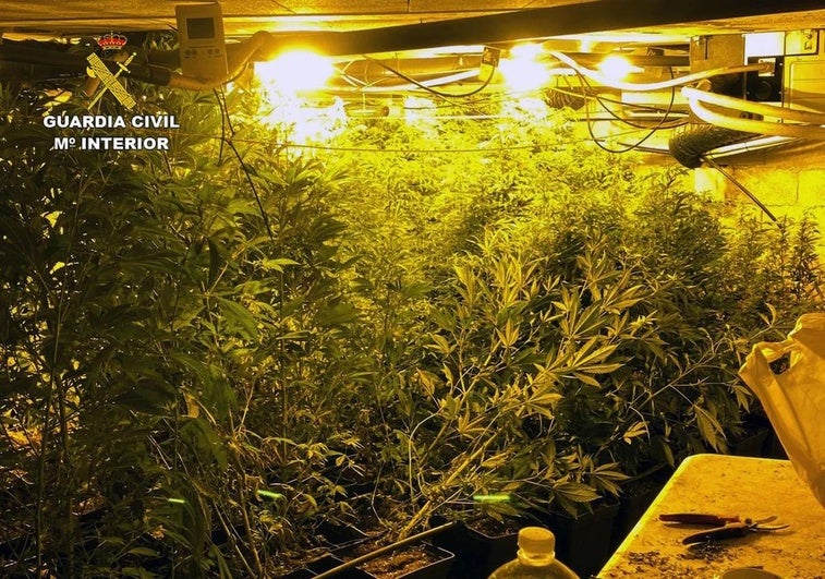 El cultivo de maría en un zulo subterráneo de Campos del Río.