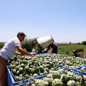 El agricultor Juan Antonio Márquez supervisa la recolección de alcachofa en su finca de Tercia, ayer.
