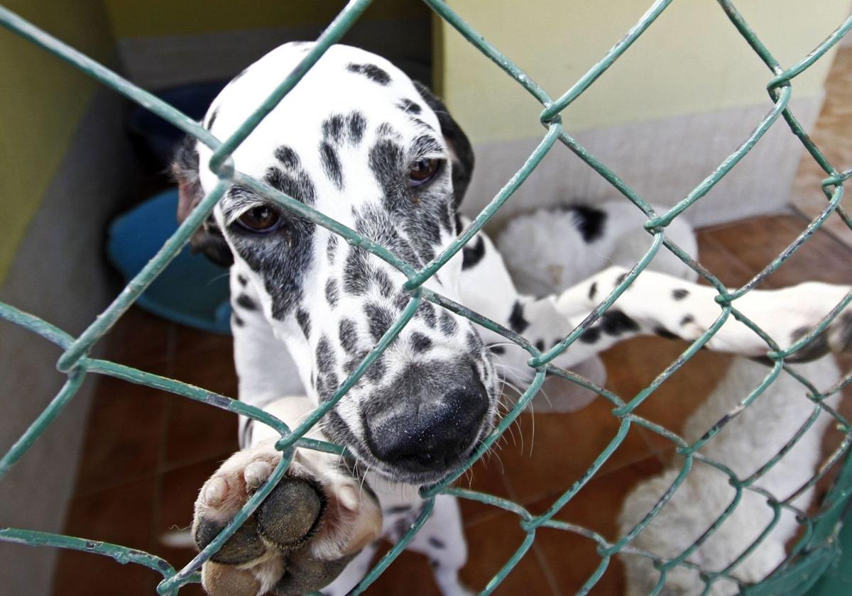 Asoka gestionará durante tres años el centro de protección animal de orihuela por 778. 000 euros | la verdad