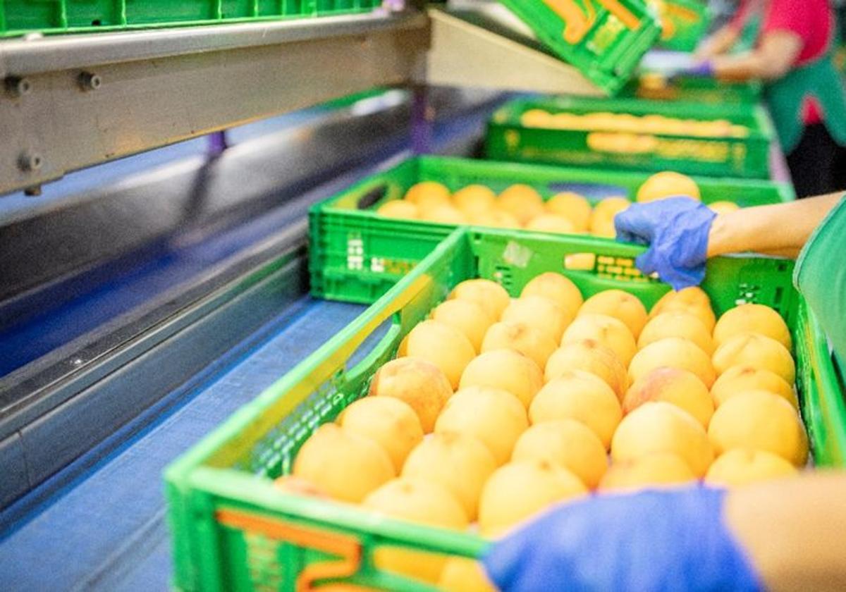Las compras de Mercadona a proveedores murcianos superaron los 1.820 millones en 2024 | La Verdad