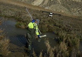 Un operario recoge muestras de agua estancada en Zeneta en busca de larvas de mosquito tigre.