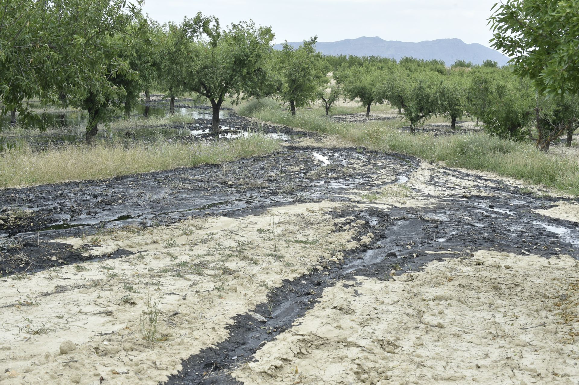 Las imágenes del vertido de petróleo en una finca de Calasparra