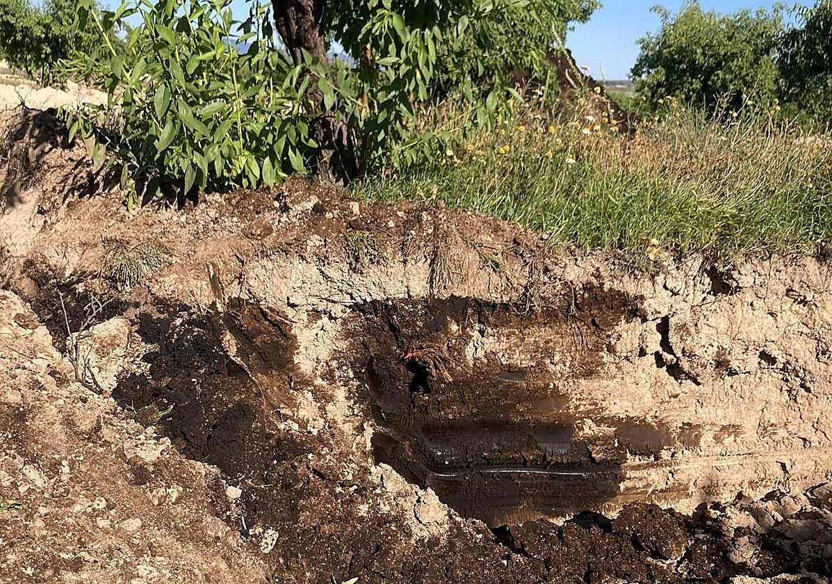 Tierra contaminada de petróleo bajo un almendro, en la finca.