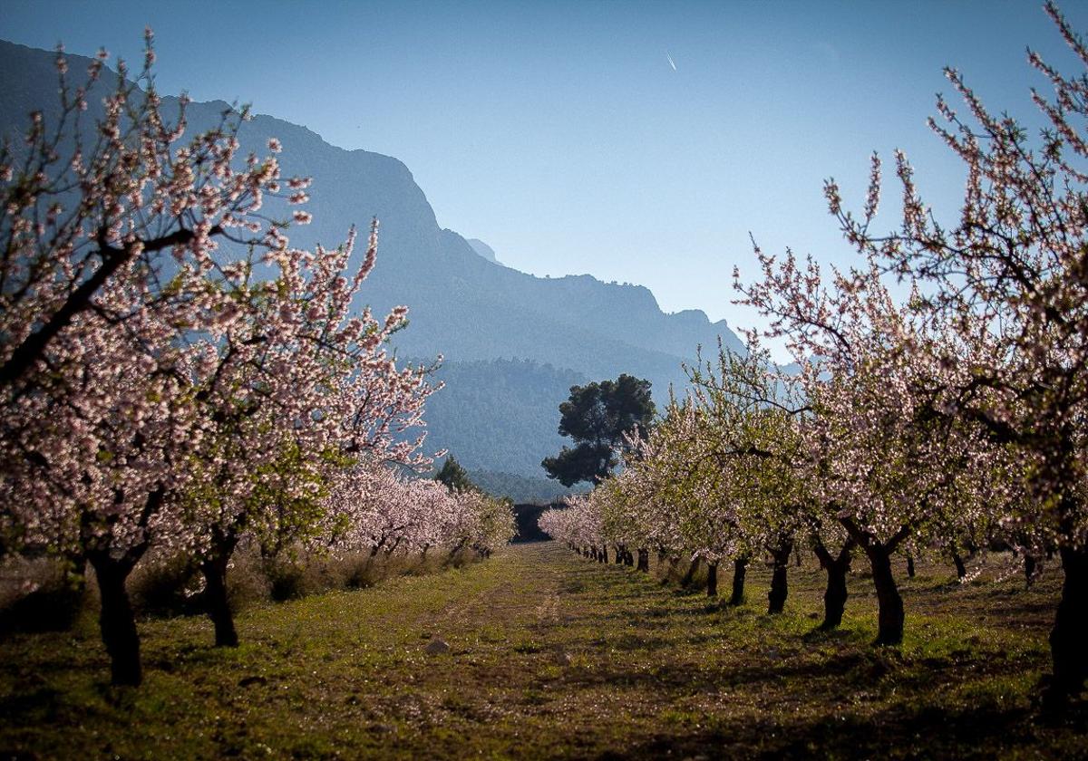 El csic premia a un grupo del cebas por sus variedades de almendro y albaricoquero | la verdad