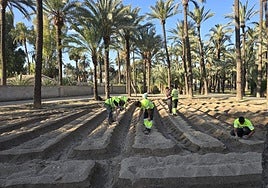 El cultivo del algodón vuelve a El Palmeral de Orihuela para preservar el legado agrícola